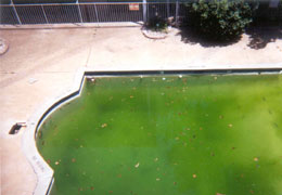 Jell-O Pool